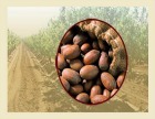 harvested-pecans-2.jpg