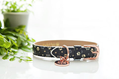 "Gold Paws" Collar & Bowtie